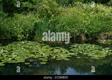 I lillies che crescono nel canale di Stourbridge vicino al magazzino Unito durante il Lockdown di Coronavirus. Giugno 2020. West Midlands. REGNO UNITO Foto Stock