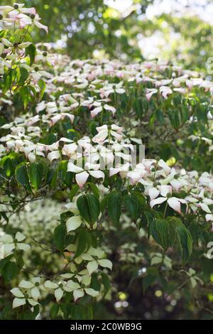 Cornus Kousa, primo piano. Foto Stock