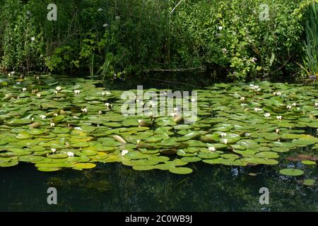 I lillies che crescono nel canale di Stourbridge vicino al magazzino Unito durante il Lockdown di Coronavirus. Giugno 2020. West Midlands. REGNO UNITO Foto Stock