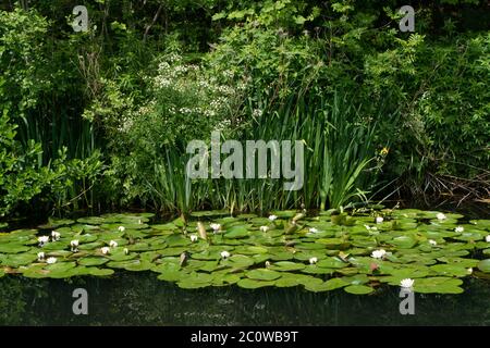 I lillies che crescono nel canale di Stourbridge vicino al magazzino Unito durante il Lockdown di Coronavirus. Giugno 2020. West Midlands. REGNO UNITO Foto Stock