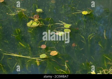 I lillies che crescono nel canale di Stourbridge vicino al magazzino Unito durante il Lockdown di Coronavirus. Giugno 2020. West Midlands. REGNO UNITO Foto Stock