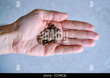 Mani dell'uomo che tengono chicchi di caffè aromatico appena tostati Foto Stock