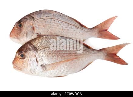 Angolo isolato del lettino di pesce orate di acqua salata oceano mare acqua freschi due cibo rosa Foto Stock