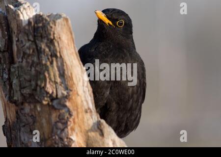 Animali, uccelli, nero, swarthy, jetblack, nero profondo, uccelli, merlo, Foto Stock