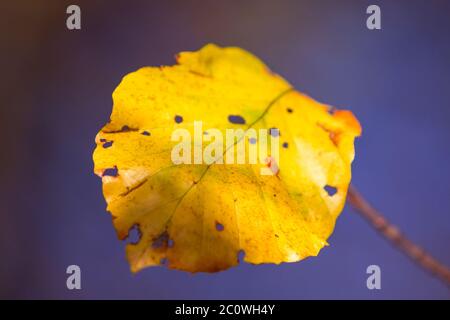 I colori autunnali butes fogliame di faggio Foto Stock