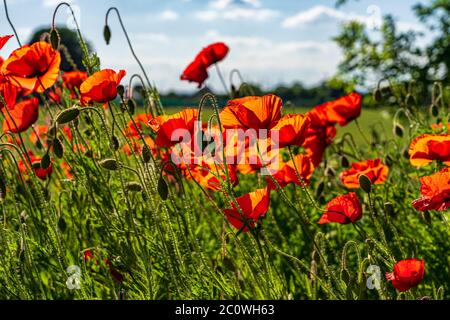 Papaveri e fiori selvatici a Plock Court, piantati dall'Università di Gloucestershire per incoraggiare la biodiversità vicino al suo campus di Oxstalls Foto Stock