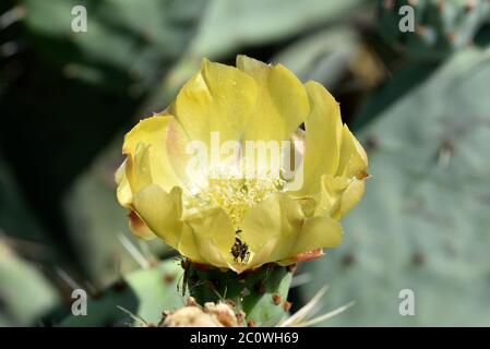 Fiore di Cactus con ape ad Atene, Grecia Foto Stock