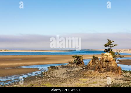 Alberi che crescono sulla spiaggia lungo la costa dell'Oregon con nebbia all'orizzonte Foto Stock