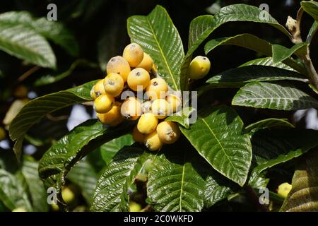 Lana giapponese Medlar - Eriobotrya japonica Foto Stock