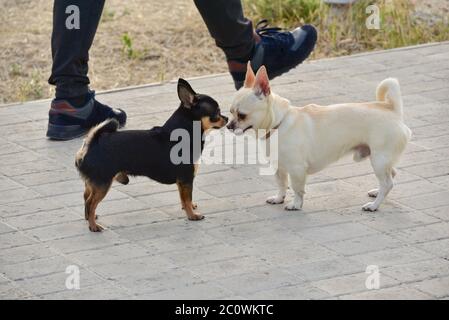 Chihuahua bianca e nera due cani. Due cani in una riunione si sniff a vicenda per una passeggiata. Camminare i cani. Chihuahua Foto Stock