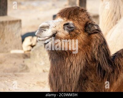 Primo piano ritratto di cammello Bactriano domestico, Camelus bactrianus ferus, con lunga pelliccia bruna giacente sul terreno, originario delle steppe dell'Asia Centrale Foto Stock