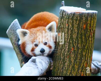 Panda rosso, aka panda minore, Ailurus fulgens, che giace su un ramo. Foto Stock