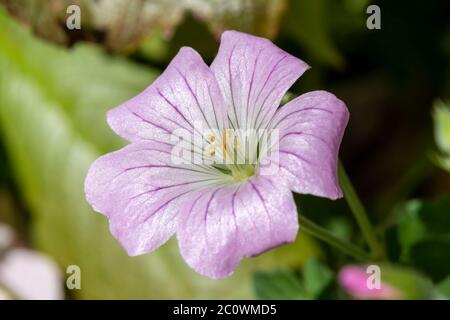 Geranio 'Dreamland' una pianta di fiori erbacei perenni di primavera rosa pallido comunemente conosciuta come cranesbill Foto Stock