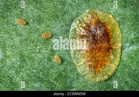 Insetto morbido di scala marrone, erbio di Coccus, con giovane Foto Stock