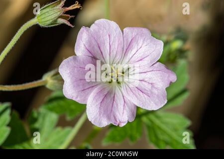 Geranio 'Dreamland' una pianta di fiori erbacei perenni di primavera rosa pallido comunemente conosciuta come cranesbill Foto Stock