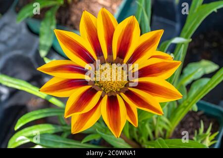 Gazania splendens 'Red Stripes' una pianta di fiori d'autunno erbacei giallo rosso perenne Foto Stock