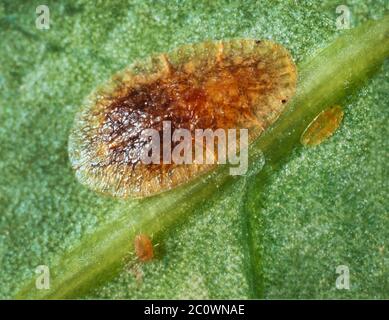 Insetto morbido di scala marrone, erbio di Coccus, con giovane Foto Stock