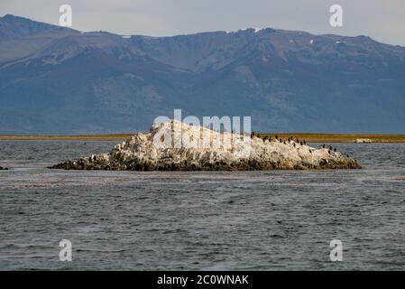 Re Cormorani e magiche foreste e baie da favola colorate al Parco Nazionale Tierra del Fuego, canale di Beagle, Patagonia, Argentina, periodo autunnale Foto Stock