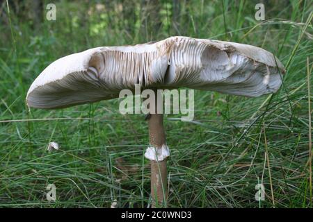 Fungo gigante ombrello (Parasol) Foto Stock