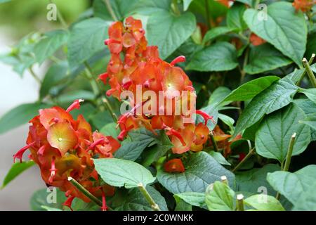 Cappelli rossi cinesi (Holmskioldia sanguinea) Foto Stock