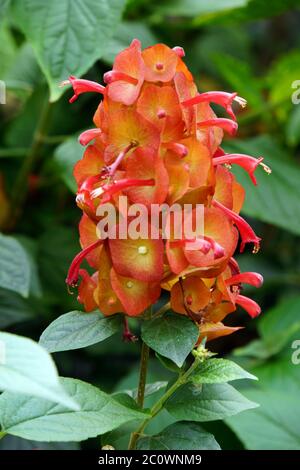 Cappelli rossi cinesi (Holmskioldia sanguinea) Foto Stock