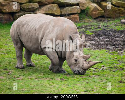 Rinoceronte nero, in latino Diceros bicornis, pascolo in erba. Foto Stock