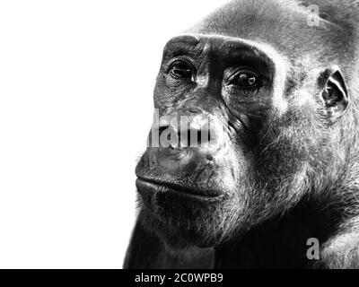 Profilo di primo piano della pianura gorilla, Gorilla gorilla, isolato su sfondo bianco. Immagine in bianco e nero. Foto Stock