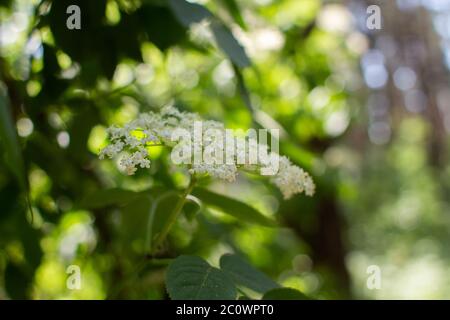 un fiori di sambuco che crescono nella foresta Foto Stock