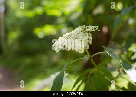 un fiori di sambuco che crescono nella foresta Foto Stock