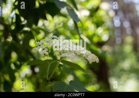 un fiori di sambuco che crescono nella foresta Foto Stock