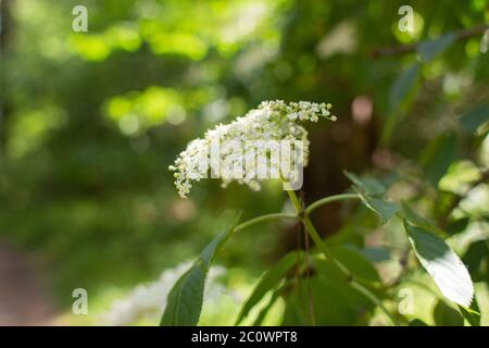 un fiori di sambuco che crescono nella foresta Foto Stock