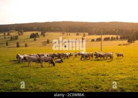 Mandria di mucche in campagna rurale pascolando su pascoli verdi e illuminato dal sole serale, Sumava, Repubblica Ceca Foto Stock