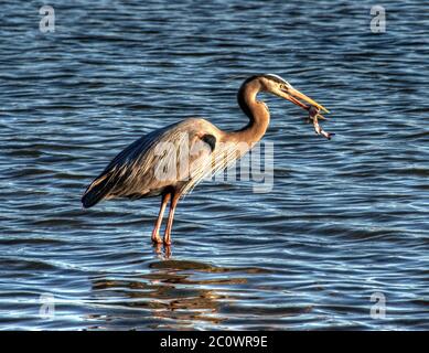 Un grande airone blu sulla baia di Corpus Christi con un pesce in becco. Foto Stock