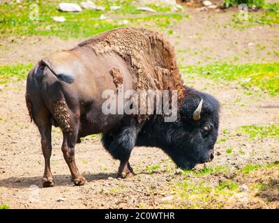 Bisonte americano selvaggio, bisonte bisonte, o bufalo su un pascolo. Foto Stock