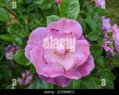Delicato gemma di rose di blu in fiore per la tua varietà Foto Stock
