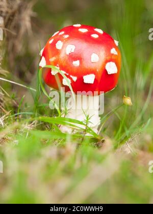 Giovane mosca agarica, o amanita mosca, fungo rosso con tipici punti bianchi. Fungo velenoso nell'erba della foresta. Foto Stock