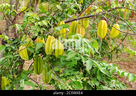 Rami di albero di Averrhea Carambola (frutta Stella) Foto Stock