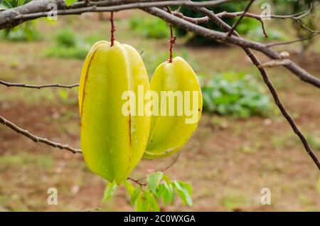 Star Fruits aggirati da rami Foto Stock