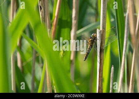 La grande freccia blu (Orthetrum concellatum) si trova su una canna Foto Stock