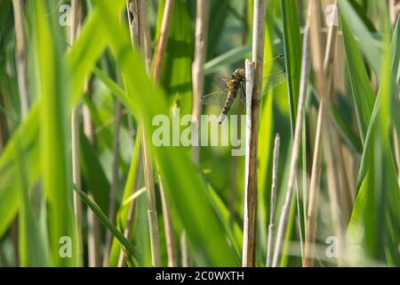 La grande freccia blu (Orthetrum concellatum) si trova su una canna Foto Stock
