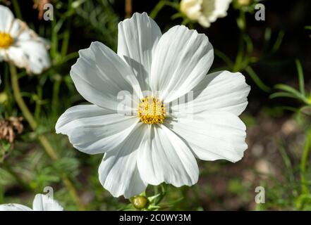 COSMOS bipinnatus 'sonata White' pianta annuale primaverile estiva di fiori autunnali Foto Stock