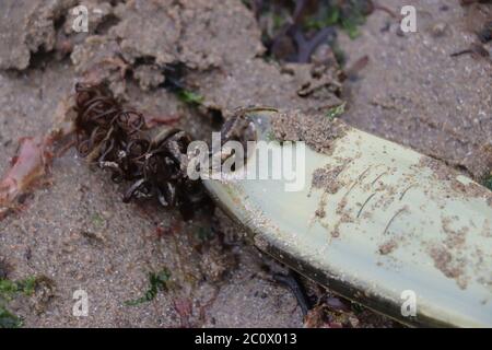 Portamonete seduto sulla spiaggia circondata da alghe. Foto di alta qualità Foto Stock