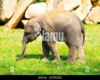 Giovane elefante indiano bambino in giornata di sole. Foto Stock