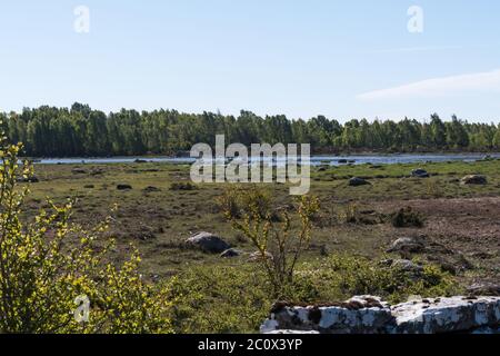 Vista su una zona umida da una foresta verde in primavera sull'isola di Oland in Svezia Foto Stock