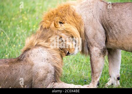 Alcuni leoni grandi mostrano le loro emozioni l'uno all'altro nella savana del Kenya Foto Stock