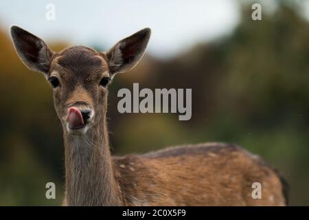 Ritratto di giovane daino (Dama dama) leccando il naso Foto Stock