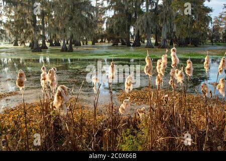 Stati Uniti d'America, Louisiana, Jefferson parrocchia, Lafayette,Lago di Martin Foto Stock