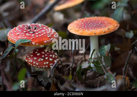Gruppo di tre agarici di mosca (Amanita muscaria) che si coltivano nella foresta Foto Stock