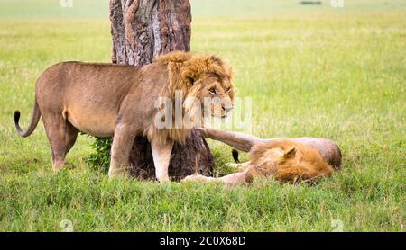 Alcuni leoni grandi mostrano le loro emozioni l'uno all'altro nella savana del Kenya Foto Stock