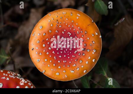 Vista dall'alto di un agarico a mosca aperta (Amanita muscaria) Foto Stock